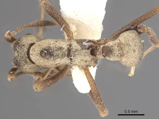 Cyphomyrmex longiscapus - CASENT0911147