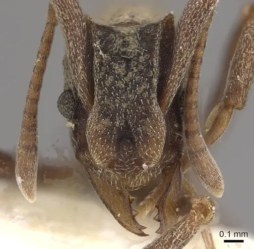 Cyphomyrmex longiscapus - CASENT0911147