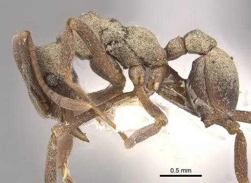 Cyphomyrmex longiscapus - CASENT0911147