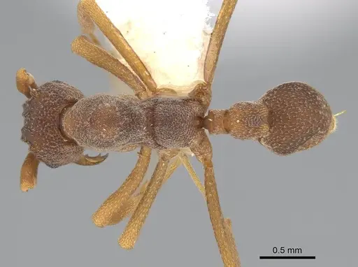 Cyphomyrmex longiscapus - CASENT0922128