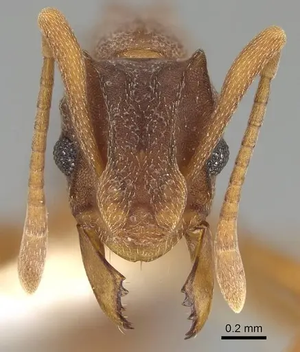 Cyphomyrmex longiscapus - CASENT0922128