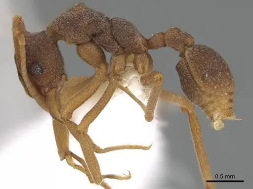 Cyphomyrmex longiscapus - CASENT0922128