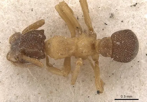 Cyphomyrmex major specimen