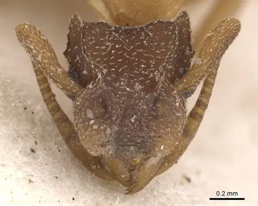 Cyphomyrmex major specimen