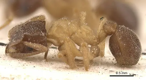 Cyphomyrmex major specimen