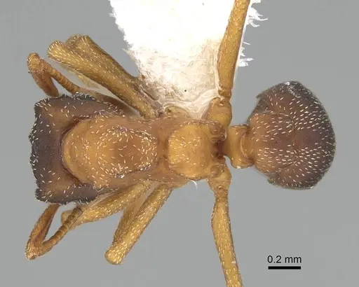 Cyphomyrmex major - CASENT0922129