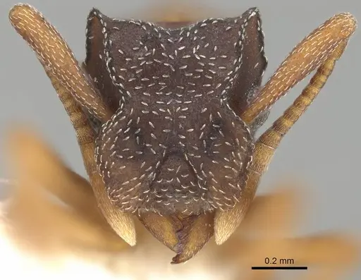 Cyphomyrmex major - CASENT0922129