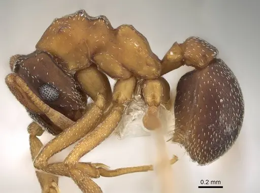 Cyphomyrmex major - CASENT0922129