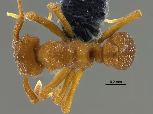 Cyphomyrmex major - CBUMAGENT42004