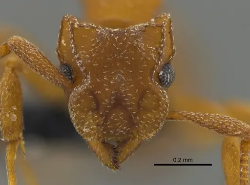 Cyphomyrmex major - CBUMAGENT42004