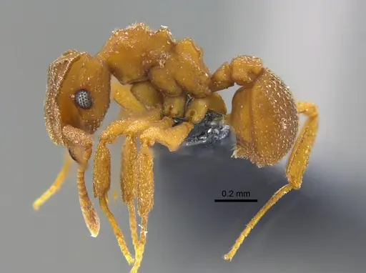 Cyphomyrmex major - CBUMAGENT42004