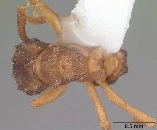 Cyphomyrmex minutus specimen