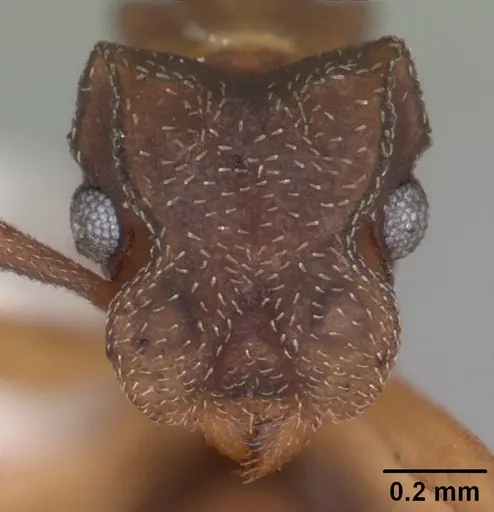 Cyphomyrmex minutus specimen