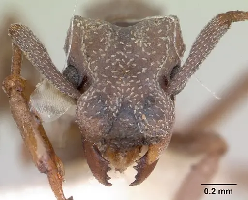 Cyphomyrmex nesiotus specimen