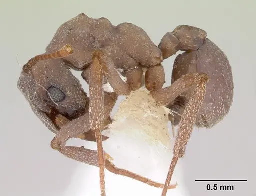 Cyphomyrmex nesiotus specimen