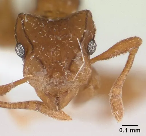Cyphomyrmex peltatus specimen