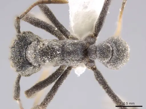 Cyphomyrmex podargus specimen