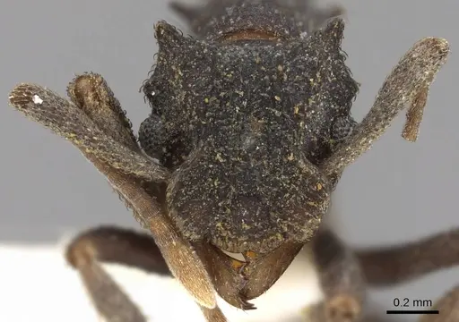 Cyphomyrmex podargus - CASENT0901671