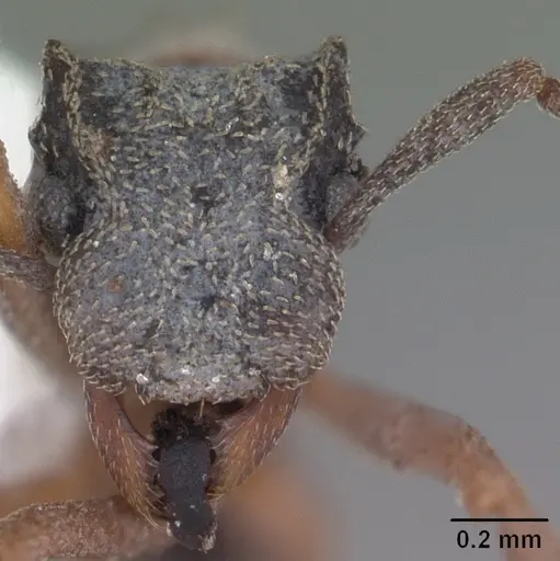 Cyphomyrmex rimosus specimen