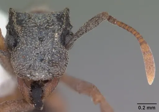 Cyphomyrmex rimosus specimen
