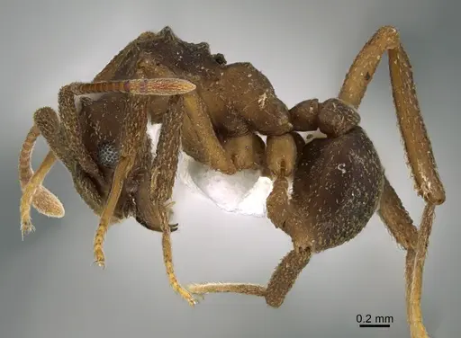 Cyphomyrmex salvini specimen