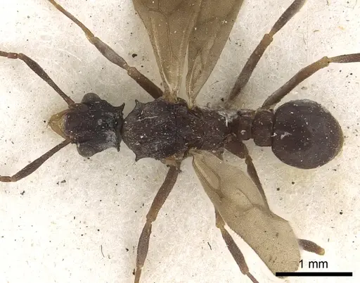 Cyphomyrmex salvini - CASENT0901668