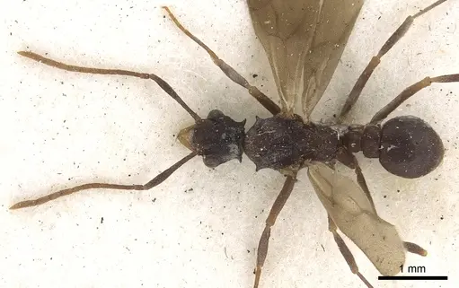 Cyphomyrmex salvini - CASENT0901668