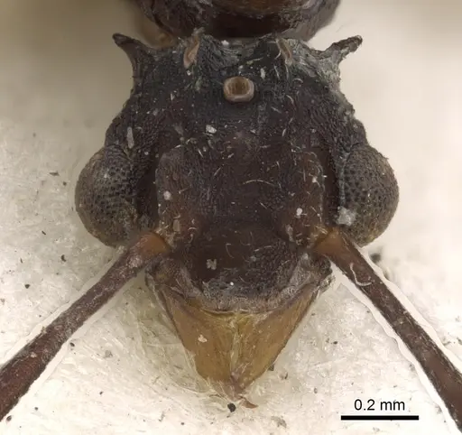 Cyphomyrmex salvini - CASENT0901668