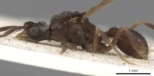 Cyphomyrmex salvini - CASENT0901668