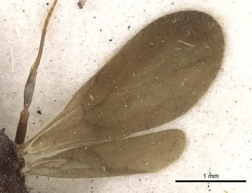 Cyphomyrmex salvini - CASENT0901668