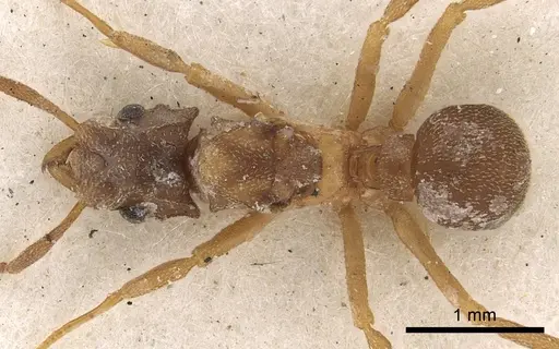Cyphomyrmex salvini - CASENT0901669