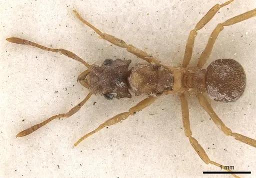 Cyphomyrmex salvini - CASENT0901669