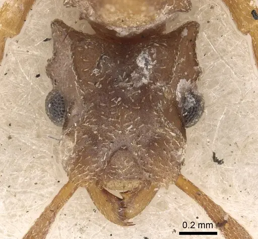 Cyphomyrmex salvini - CASENT0901669