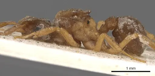 Cyphomyrmex salvini - CASENT0901669