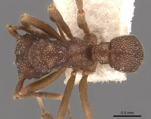 Cyphomyrmex salvini - CASENT0909382