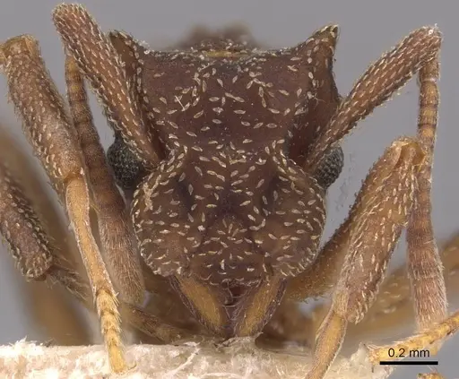 Cyphomyrmex salvini - CASENT0909382