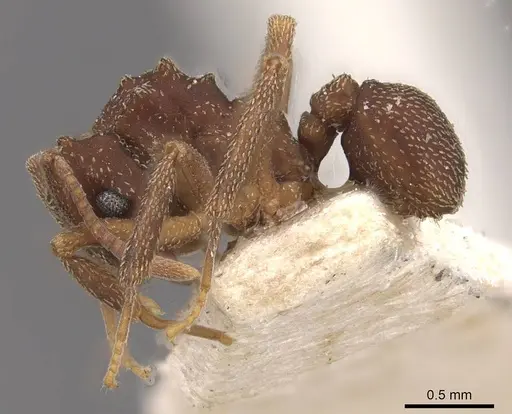 Cyphomyrmex salvini - CASENT0909382