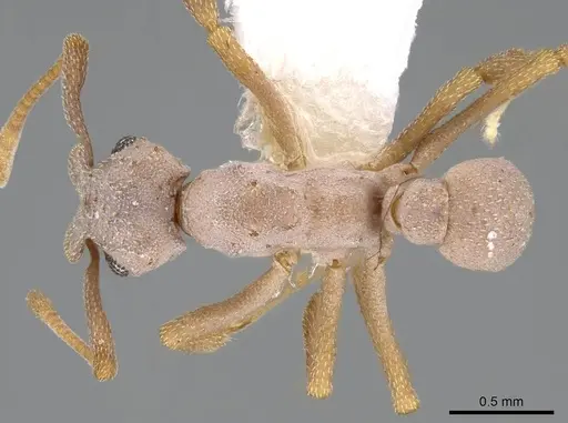 Cyphomyrmex salvini - CASENT0922138