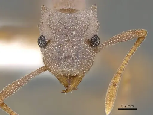 Cyphomyrmex salvini - CASENT0922138