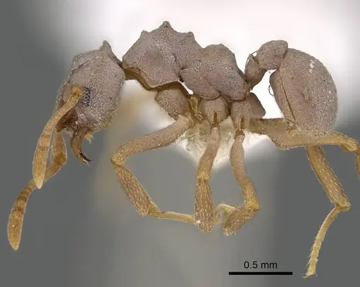 Cyphomyrmex salvini - CASENT0922138
