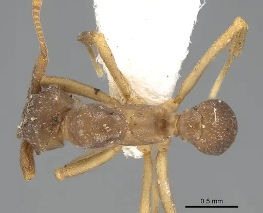 Cyphomyrmex salvini - CASENT0922139