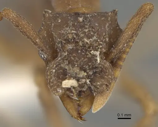 Cyphomyrmex salvini - CASENT0922139