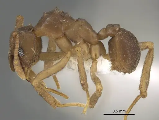 Cyphomyrmex salvini - CASENT0922139
