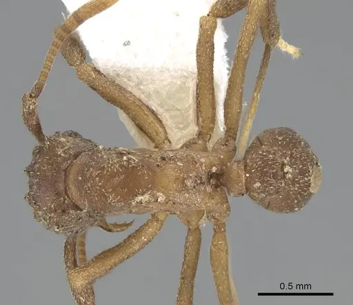 Cyphomyrmex salvini - CASENT0922140