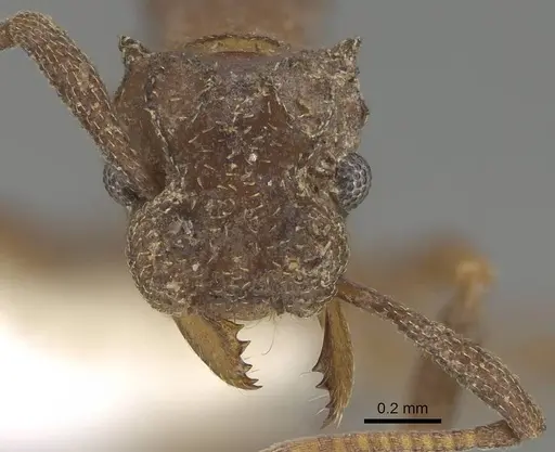 Cyphomyrmex salvini - CASENT0922140