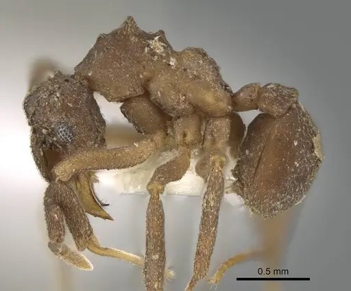 Cyphomyrmex salvini - CASENT0922140