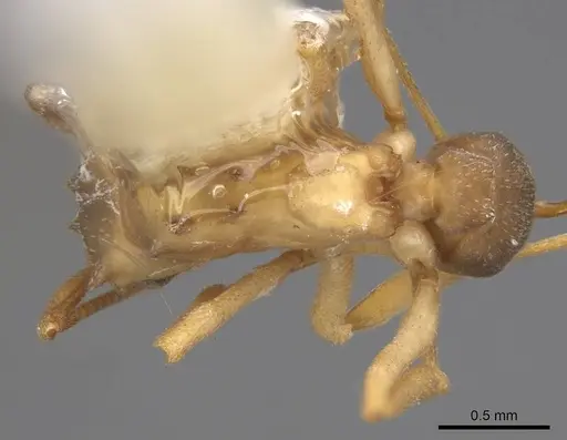 Cyphomyrmex salvini - CASENT0923108
