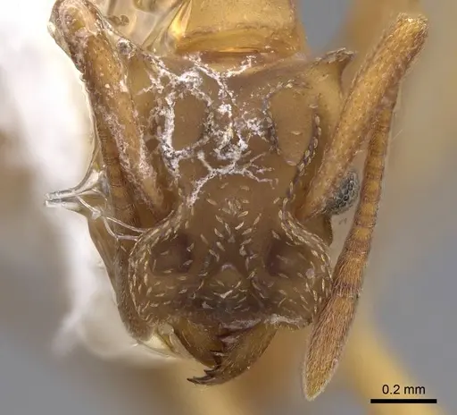 Cyphomyrmex salvini - CASENT0923108