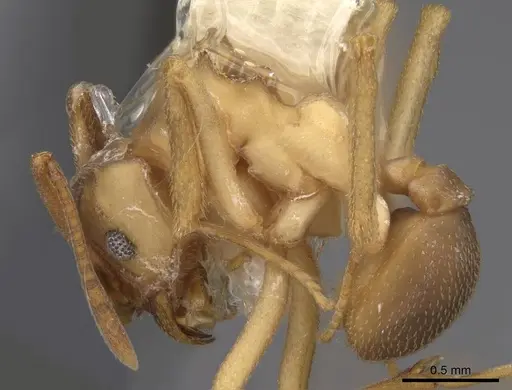 Cyphomyrmex salvini - CASENT0923108