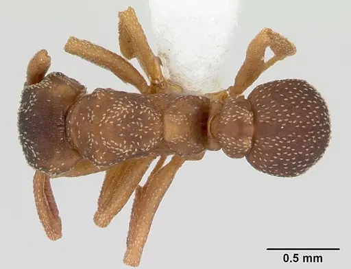 Cyphomyrmex transversus specimen
